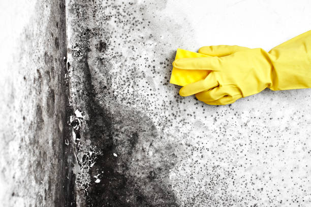 Best Mold Remediation for Specific Building Types in Holtsville, NY