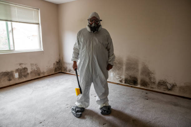 Best Emergency Mold Remediation in Holtsville, NY