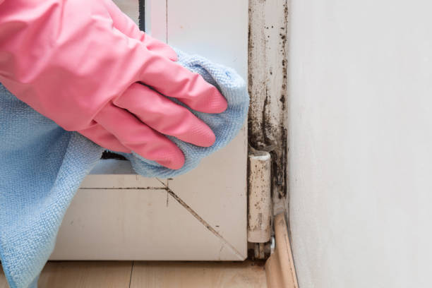 Best Black Mold Remediation in Holtsville, NY