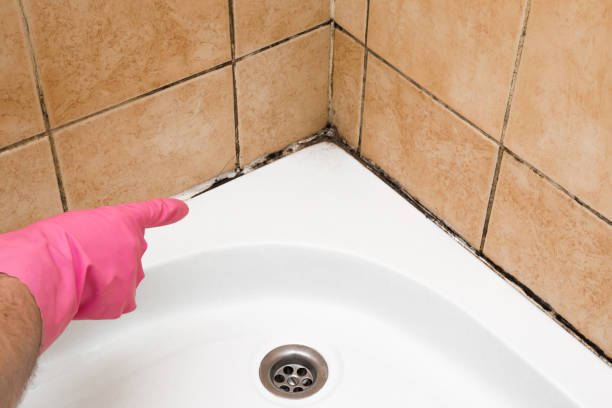 Best Industrial Mold Remediation in Holtsville, NY